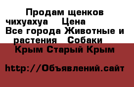 Продам щенков чихуахуа  › Цена ­ 10 000 - Все города Животные и растения » Собаки   . Крым,Старый Крым